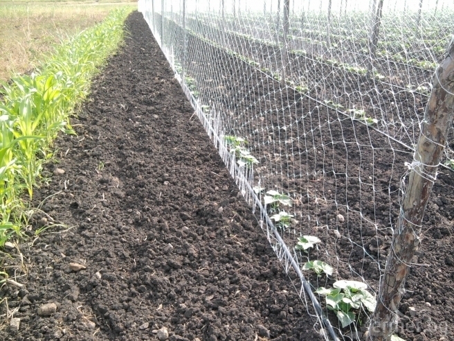 Община Мездра обявява провеждането на търг с явно наддаване за