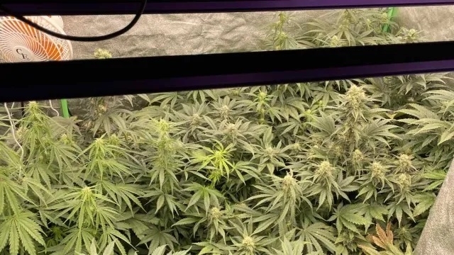 Две наркооранжерии са разкрити в плевенски села Задържани са двама