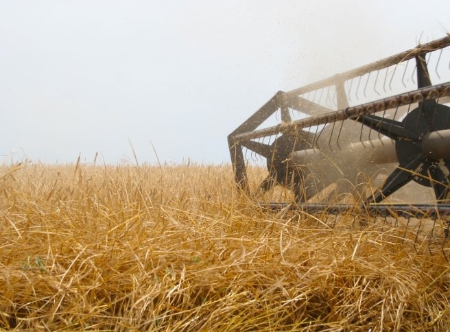 245 000 декара с пшеница са ожънати до момента в