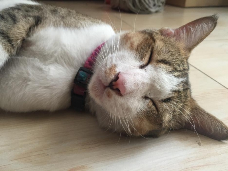 Мъж уби котката на съседа си в Монтана предадоха от