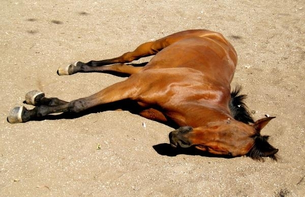 Полицията задържа заподозрян за убийството на 7-те коня във Врачанския