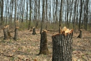 Незаконна сеч на 36 дървета констатирали полицейски служители в местността