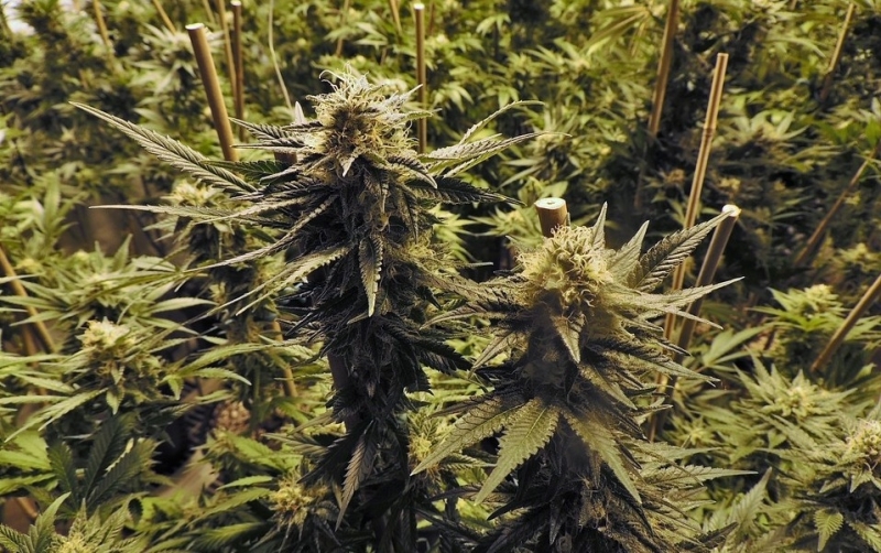 Областната дирекция на МВР във Враца потвърди новината на агенция