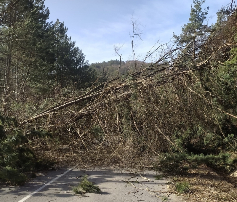 Походът Петрохан е затворен заради паднали от бурята дървета съобщават