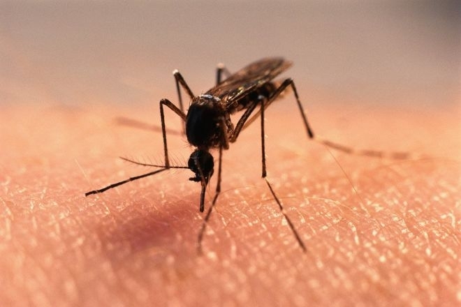 Вижте кои са най-застрашени от западнонилска треска