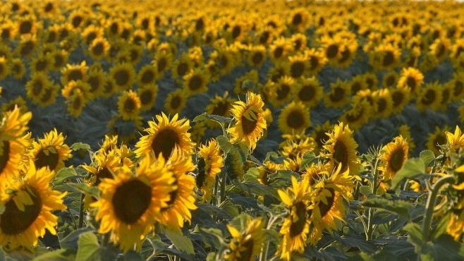 По високи от миналата година добиви от маслодаен слънчоглед жънат стопаните