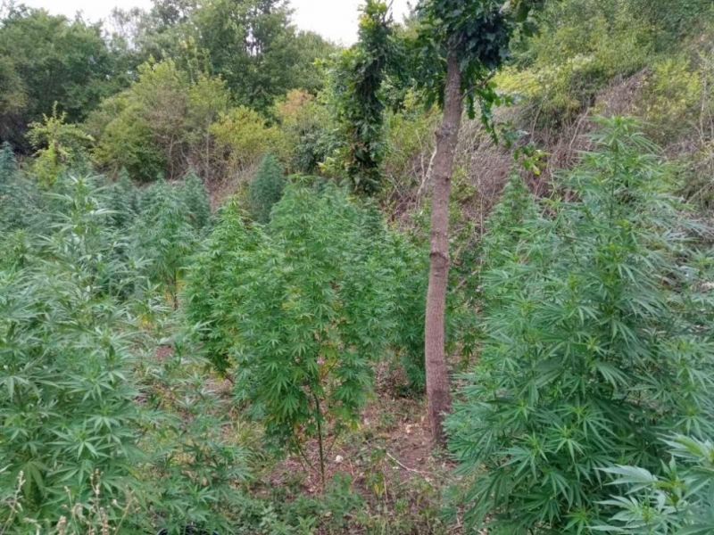 Специализирана полицейска операция е проведена от служители на ГДБОП на територията