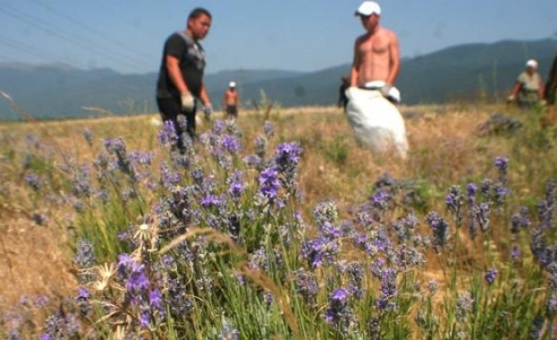 Стотици хиляди българи работят на черно и сезонно в земеделието