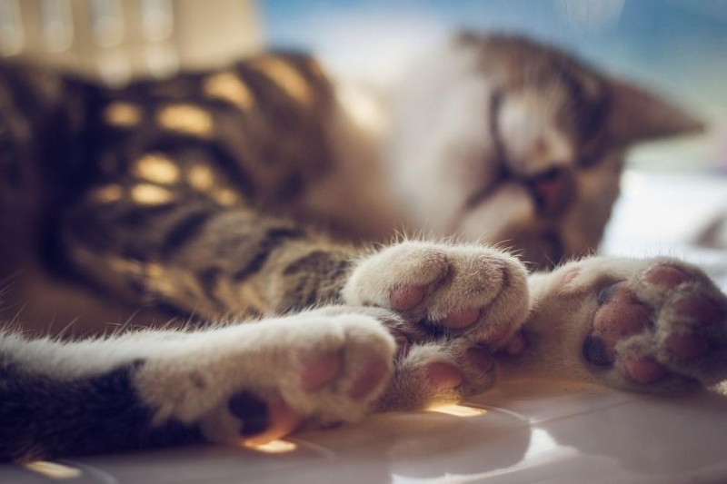 Жестокост! Мъж застреля котката на съседите си в Кула