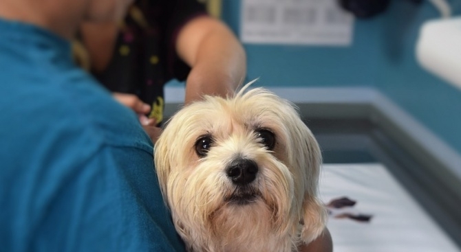 Ветеринарните лекари с частна практика ще започнат национални протести ако