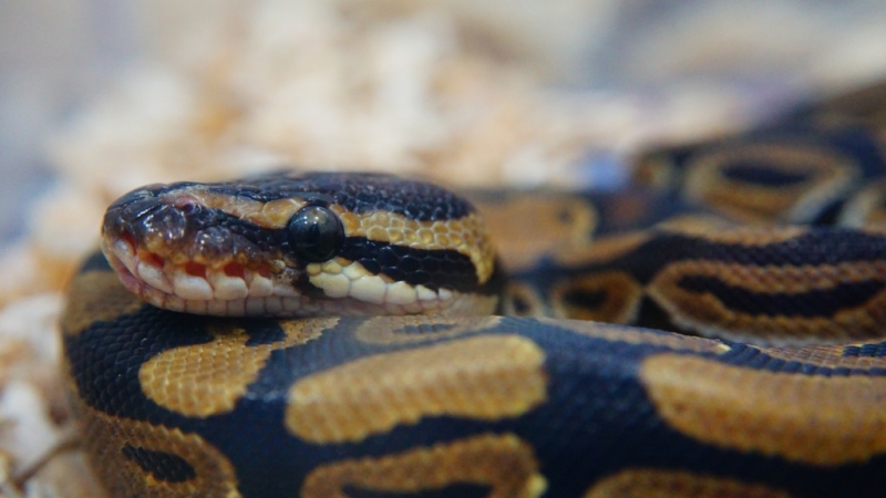 Змия премина през три континента като пропътува от Австралия до