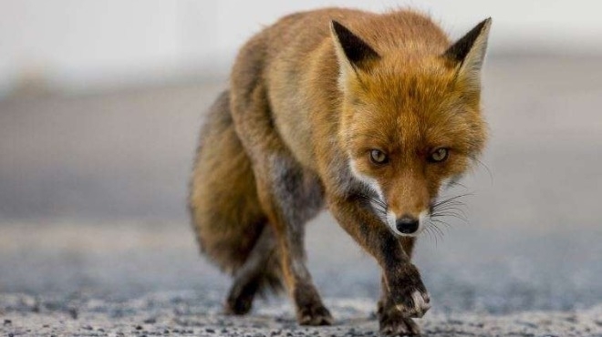 Българска агенция по безопасност на храните БАБХ започва орална ваксинация