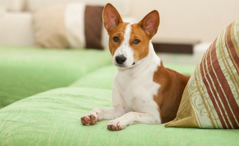 Знаете ли кои са единствените кучета, които не могат да лаят?