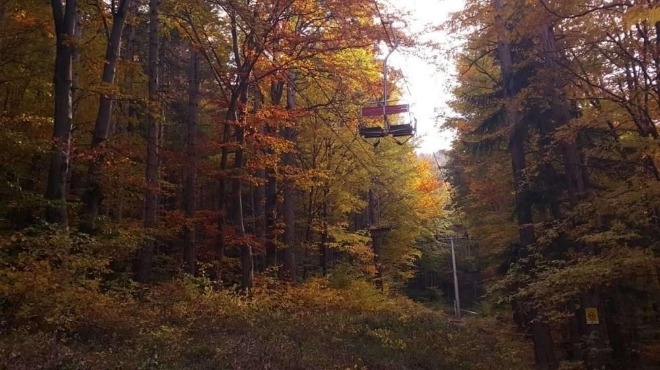 43 годишен дървосекач загина след като върху него падна отсечен бор