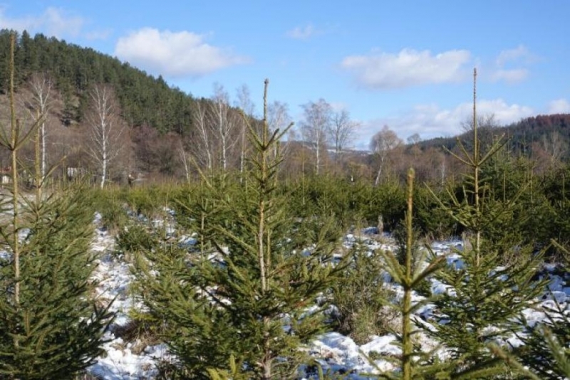 Около 500 зелени дръвчета от видовете бор ела и смърч