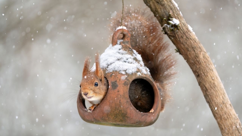 Синоптици: Студено и ветровито ще е в следващите дни