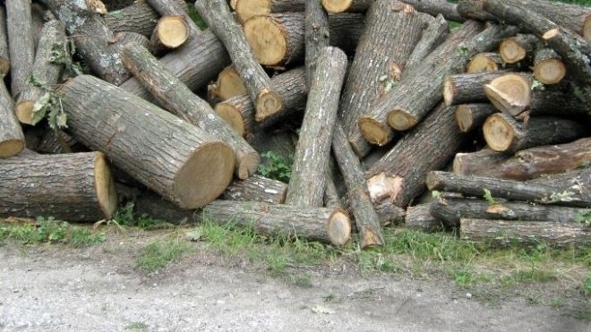 Горски и полицаи иззеха незаконни дърва от къща в монтанско