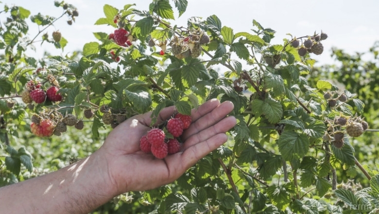 Традиционният за Берковския Балкан Празник на малината ще се проведе