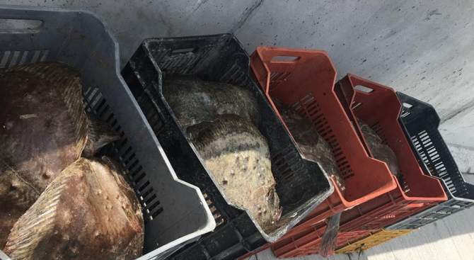 След извършено наблюдение в поморийския залив инспекторите на ИАРА са