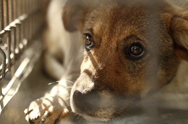 Куче е било застреляно насред улица във врачанското село Търнава