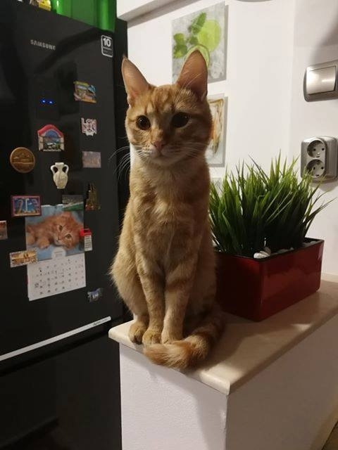 Добра новина разчувства ломчани научи BulNews bg Служители на общината в