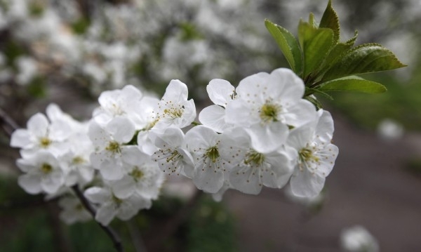 През нощта и над източните райони облачността ще намалее и