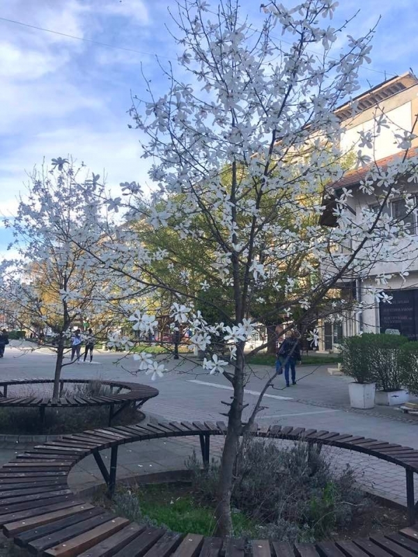 Магнолията в центъра на Лом разцъфтя с чудно хубави цветове