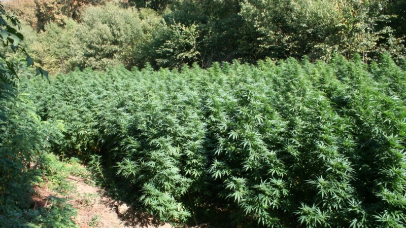 Полицаи са заловили криминално проявен мъж докато поливал нивата си