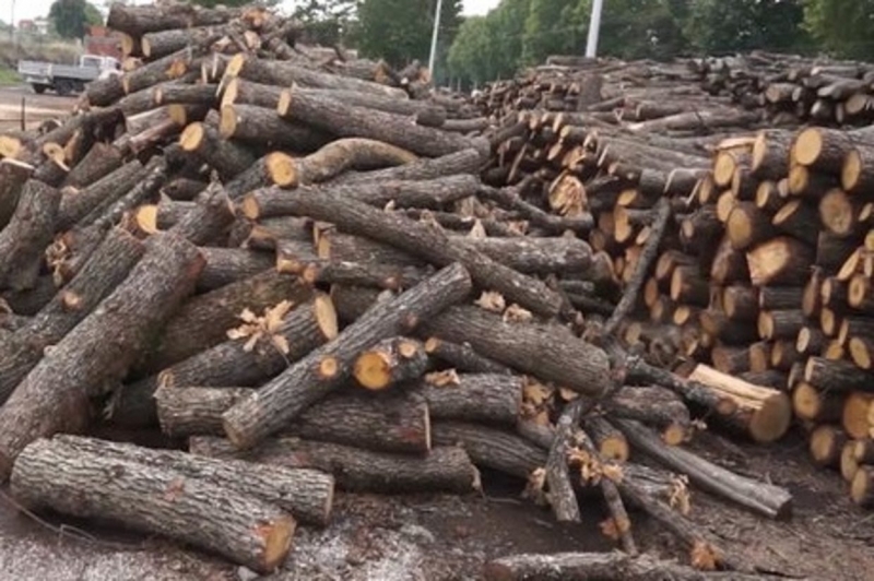 Откриха незаконни дърва във Врачанско, съобщиха от пресцентъра на МВР