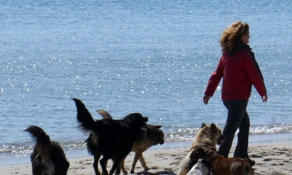 Близо 2500 бездомни кучета ще посрещнат летовниците по морето Това