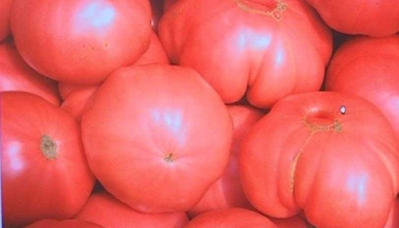 Българският розов домат направи ценови рекорд за сезона в голяма