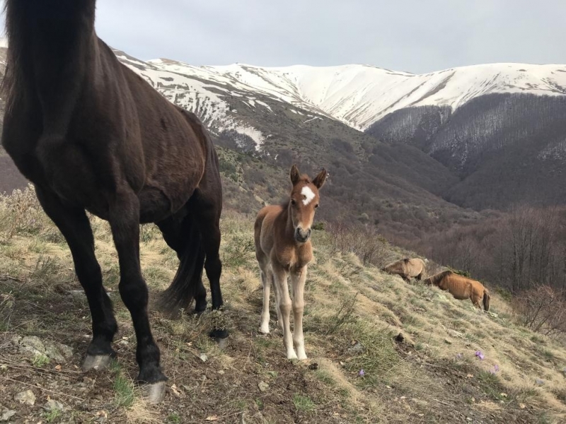Новородено конче се появи в стадото на Петър Пищалов което