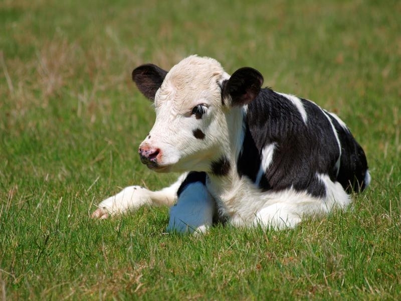 Теле паднало в шахта е било спасено от спецекипи в