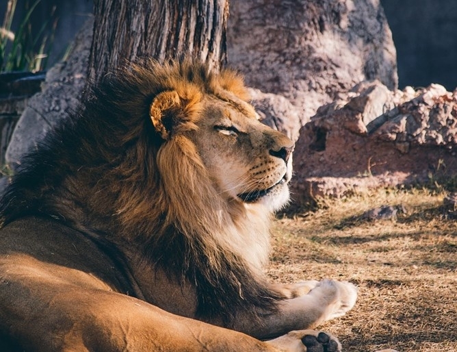 Лъв е убил служителка на център за защита на диви