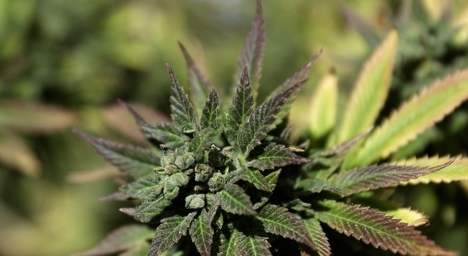 Над 21 кг марихуана са открити в землището на село