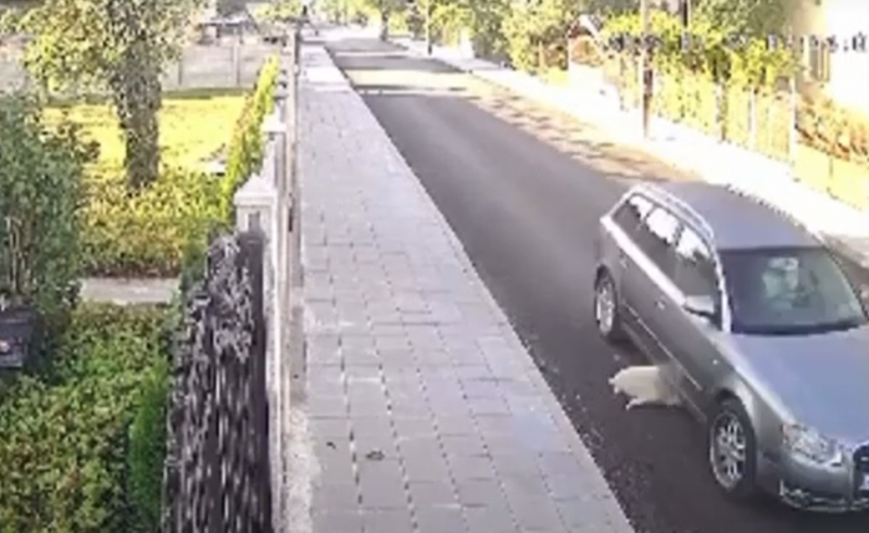 Изверг блъсна с колата си куче в Криводол научи агенция