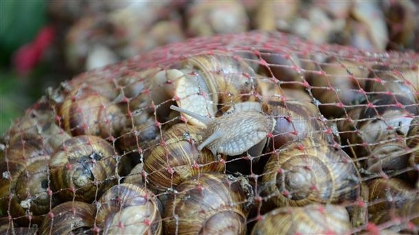 Двама незаконни търговци на охлюви бяха разкрити в две села