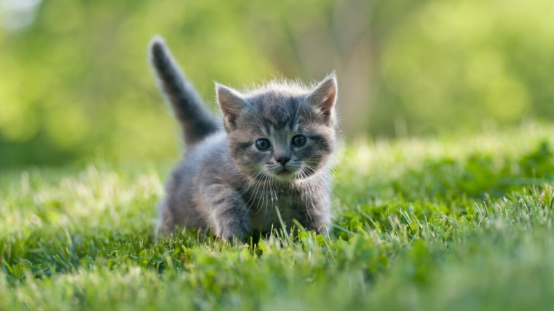 Хлапак е задържан заради насилие над животно съобщиха от полицията Бруталният случай