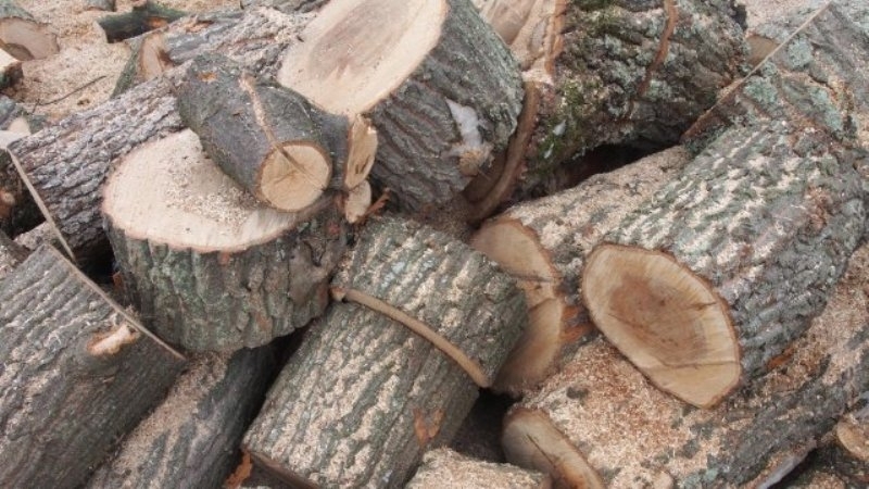 Откриха незаконни дърва в два имота във Врачанско съобщиха от