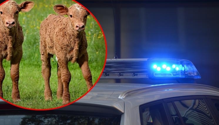 Шофьор блъсна с Мерцедес а си 2 телета в Монтанско съобщиха