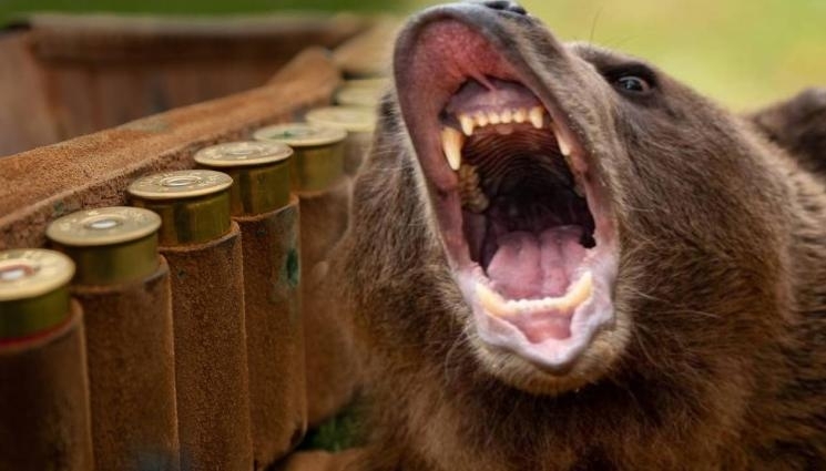 Мечка нападна хора в центъра на 30 хиляден град в Словакия