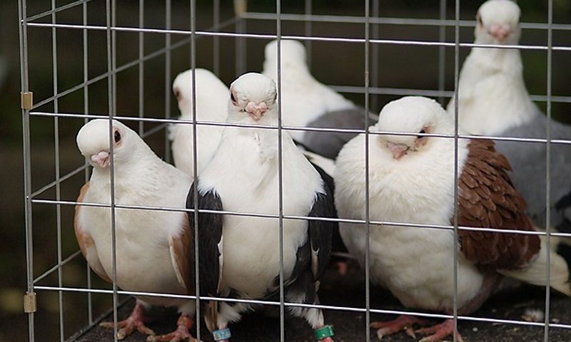 Крадец на гълъби бе наказан да лежи ефективно зад решетките