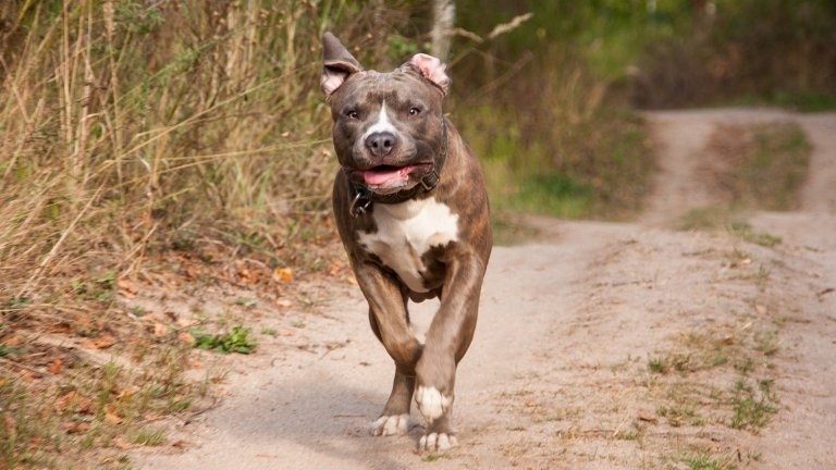 Куче нападна и уби стопанина си в София Случаят е