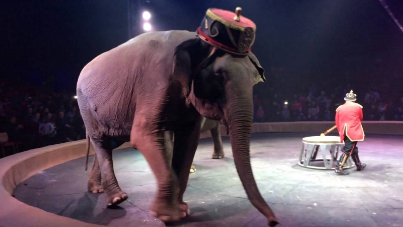 Слон падна сред цирковата публика по време на представление в