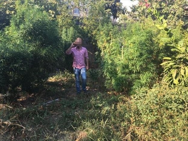 Плантация с канабис е била разбита във Врачанско научи ексклузивно