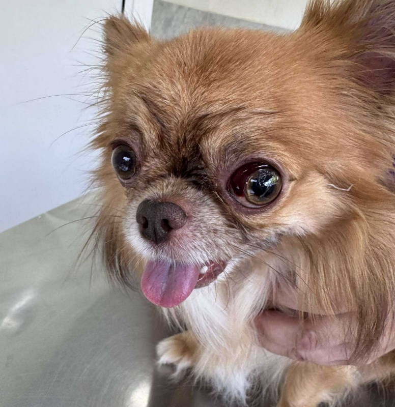 Необяснима жестокост! Куче едва не ослепя след грууминг процедура в „Pets in the city“ във Враца /снимки/
