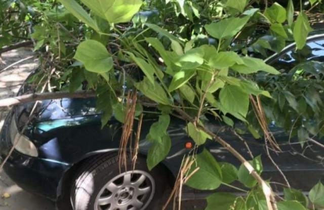 Огромен прекършен клон на дърво рухна върху паркирано Ауди в