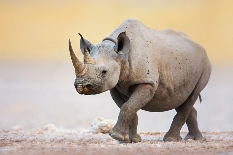 Южноафриканската полиция е заловила 100 рога от носорози и четири