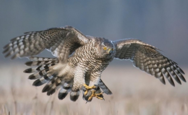 Ловец отрови защитен вид ястреб по погрешка Той заложил отрова
