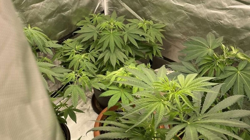 ГДБОП разби 5 мобилни оранжерии тип бокс след претърсване на